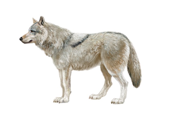 woelfe-innenabbildung-russischer-wolf