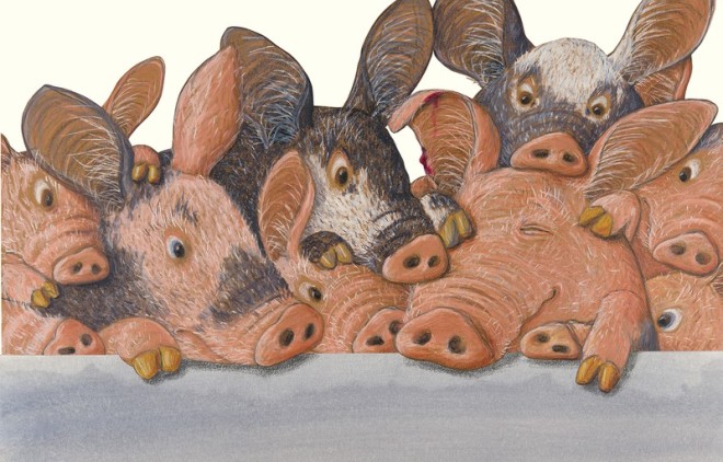 boese-innenillustration-schweine
