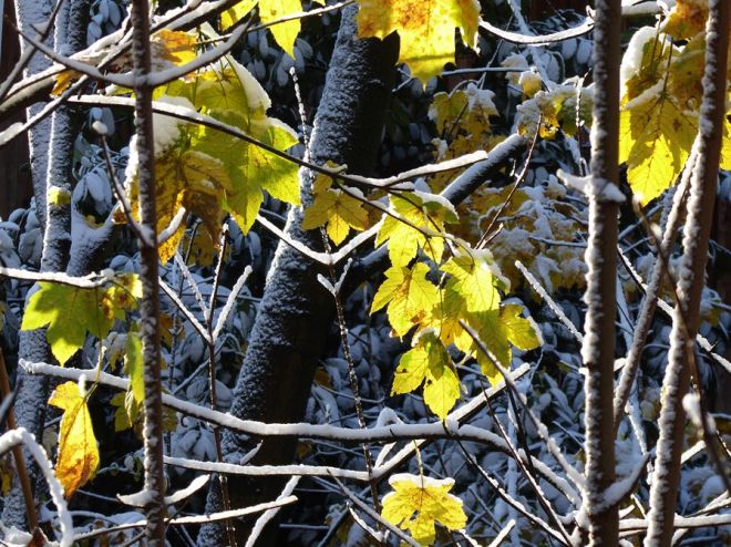 Almuth Ahornlichtblätter mit Schnee